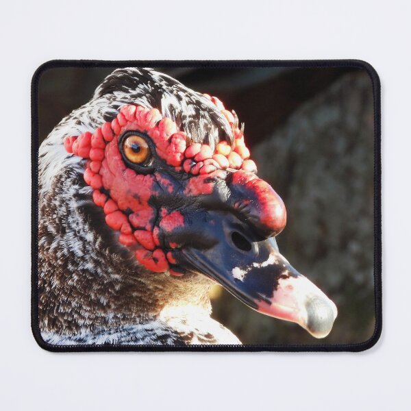 Item preview, Muscovy Duck #0004 designed and sold by Jeffrey Mask.