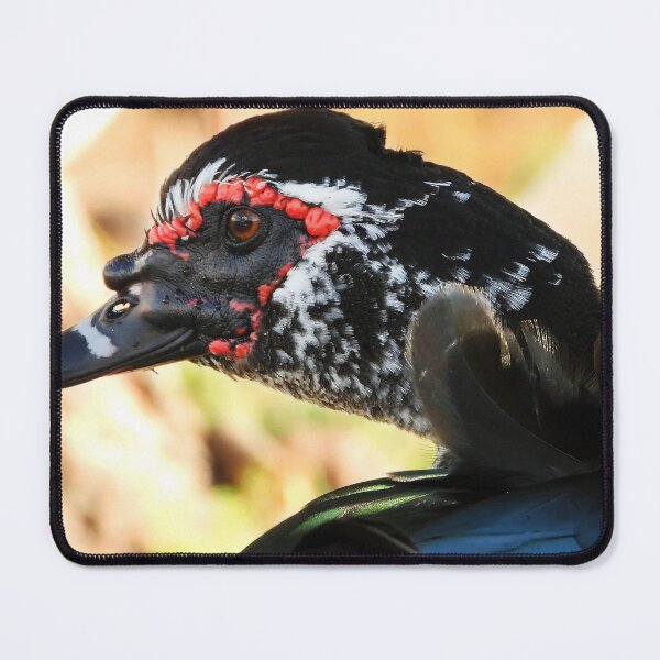 Item preview, Muscovy Duck #0006 designed and sold by Jeffrey Mask.