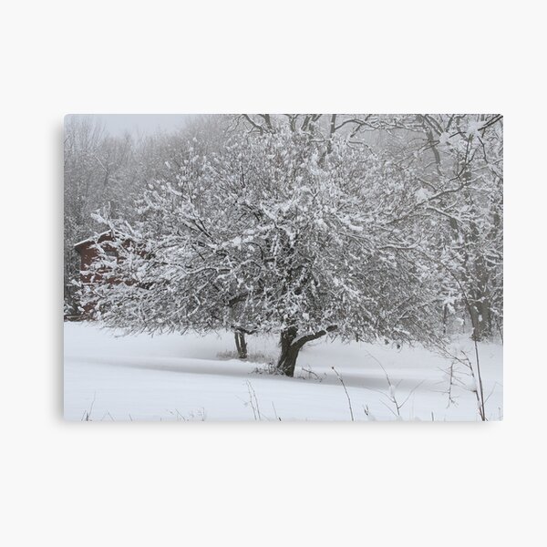 REDREAMING WINTER TREE Metal Print