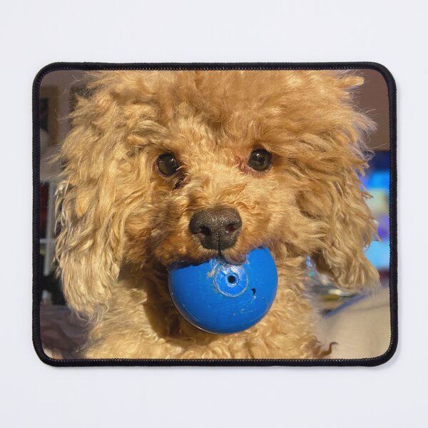 Item preview, Rafiie with his favourite blue ball designed and sold by Roz McQuillan Fine Art & Photography.