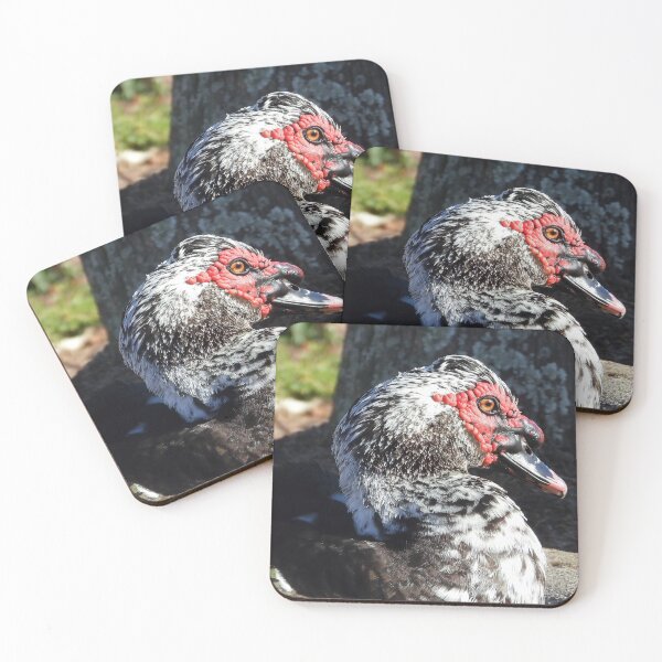 Item preview, Muscovy Duck #0007 designed and sold by Jeffrey Mask.