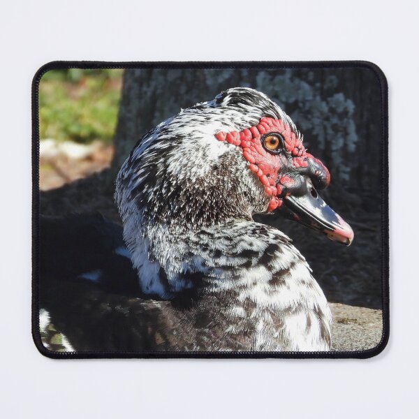 Item preview, Muscovy Duck #0007 designed and sold by Jeffrey Mask.
