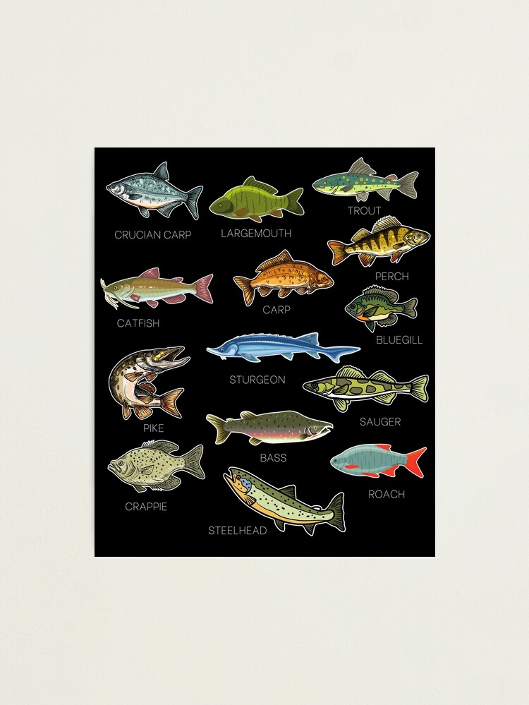 Types Of Freshwater Fish Species Fishing | Photographic Print