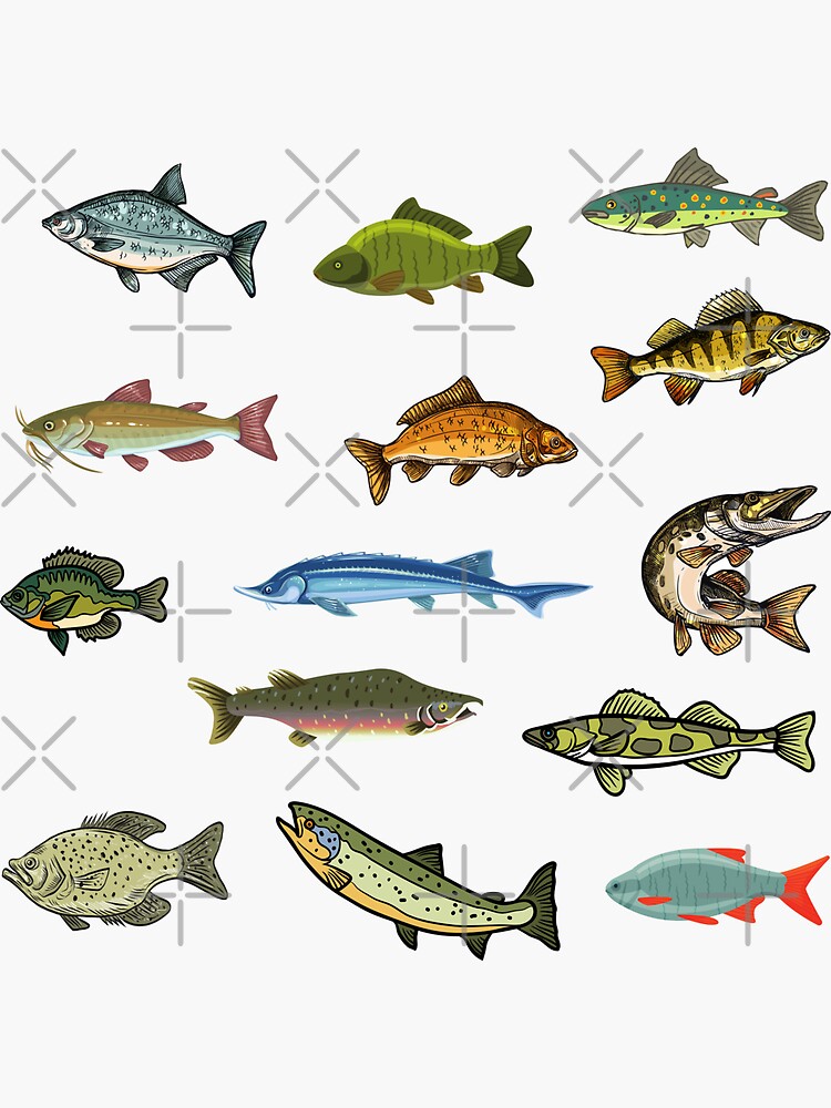 Types Of Freshwater Fish Species Stickers for Sale