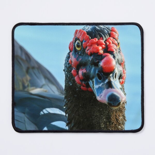Item preview, Muscovy Duck #0008 designed and sold by Jeffrey Mask.