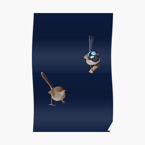 Superb Fairy-wrens male and female Poster