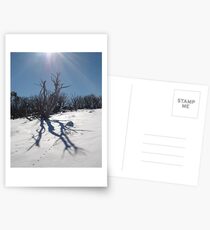 Burnt out snowgum on the Smiggins trails. Postcards
