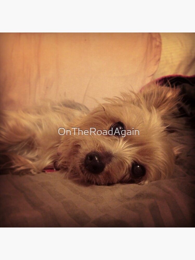 "Teacup Yorkie" Throw Pillow by OnTheRoadAgain Redbubble