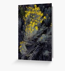Desert Flora Greeting Card