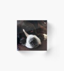 Arwen -Boxer Dogs Series- Update Acrylic Block