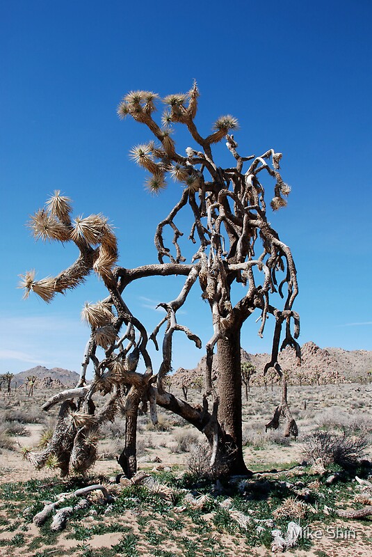 dying tree