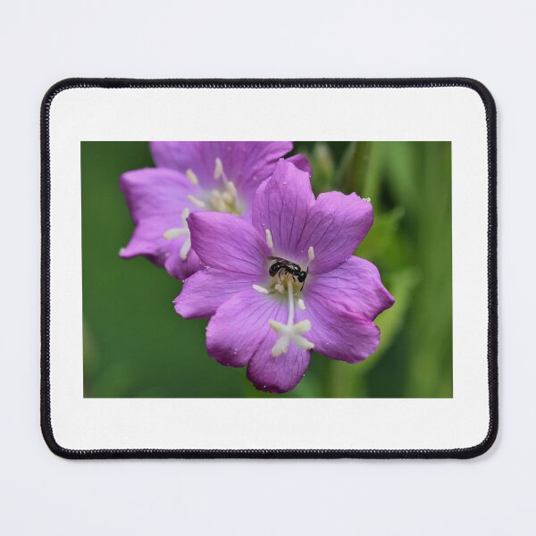 Item preview, INSECT on FLOWER designed and sold by BE-FOCUS.