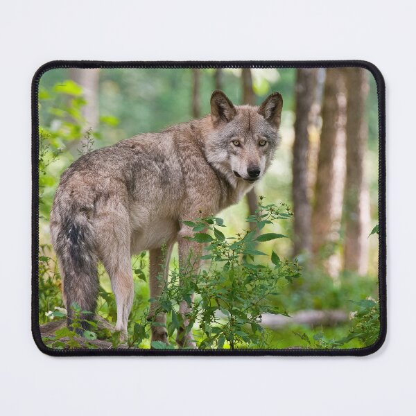 Artikelvorschau, Grauer Wolf entworfen und verkauft von Michael Cummings.