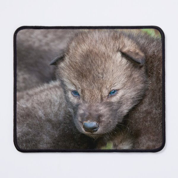 Item preview, Timber Wolf Pup designed and sold by Michael Cummings.
