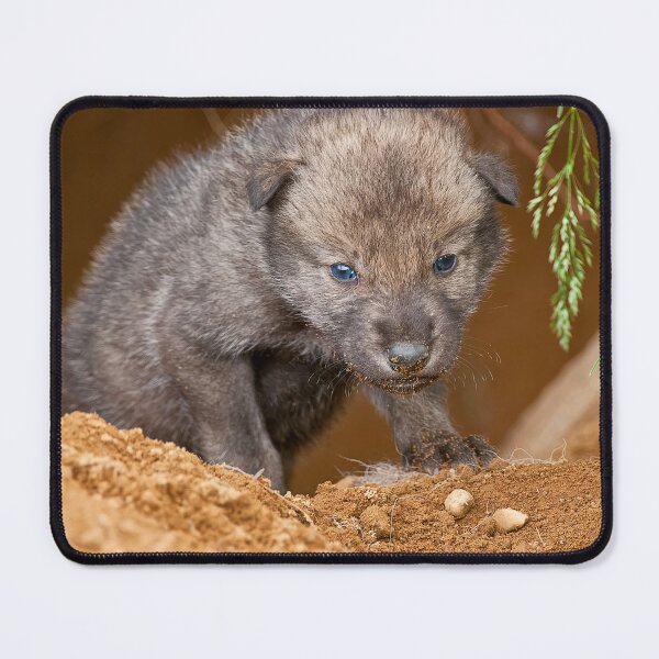 Item preview, Timber Wolf Pup designed and sold by Michael Cummings.