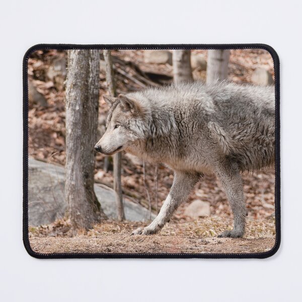 Item preview, Gray Wolf designed and sold by Michael Cummings.