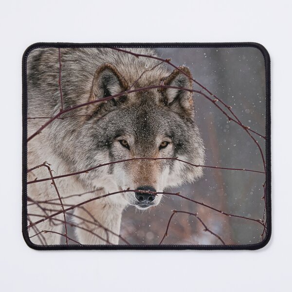 Artikelvorschau, Grauer Wolf entworfen und verkauft von Michael Cummings.