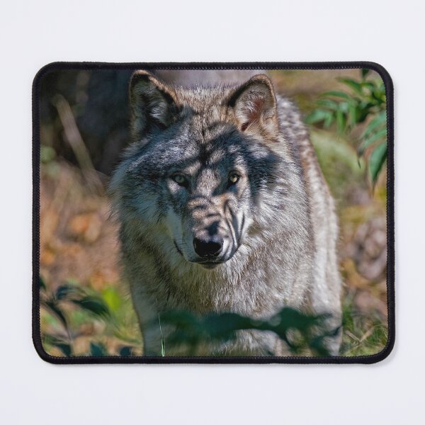 Item preview, Timber Wolf designed and sold by Michael Cummings.