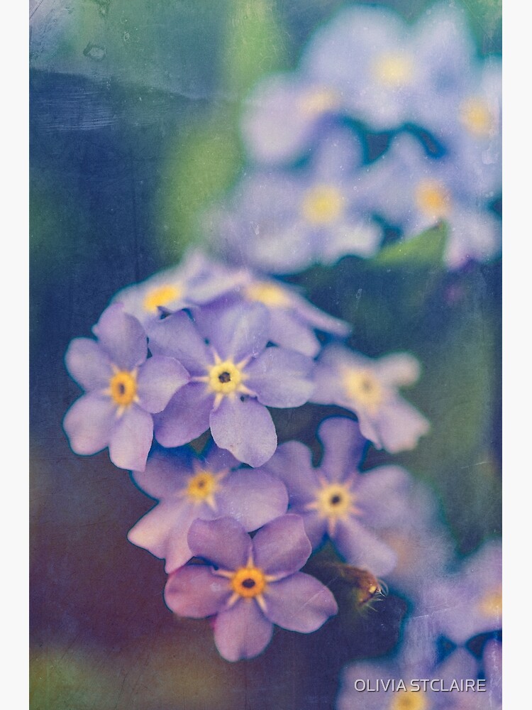 Forget Me Not by oliviastclaire