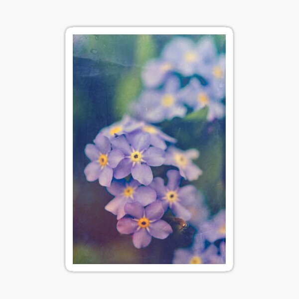 Forget Me Not Sticker