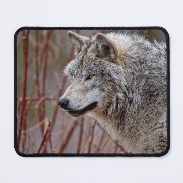 Item preview, Gray Wolf designed and sold by Michael Cummings.