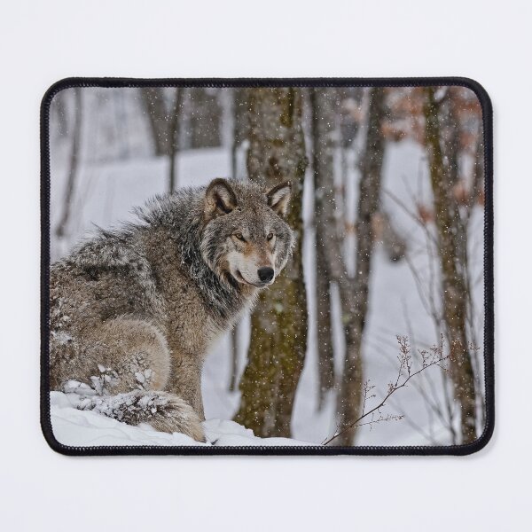 Artikelvorschau, Timberwolf im Schnee entworfen und verkauft von Michael Cummings.