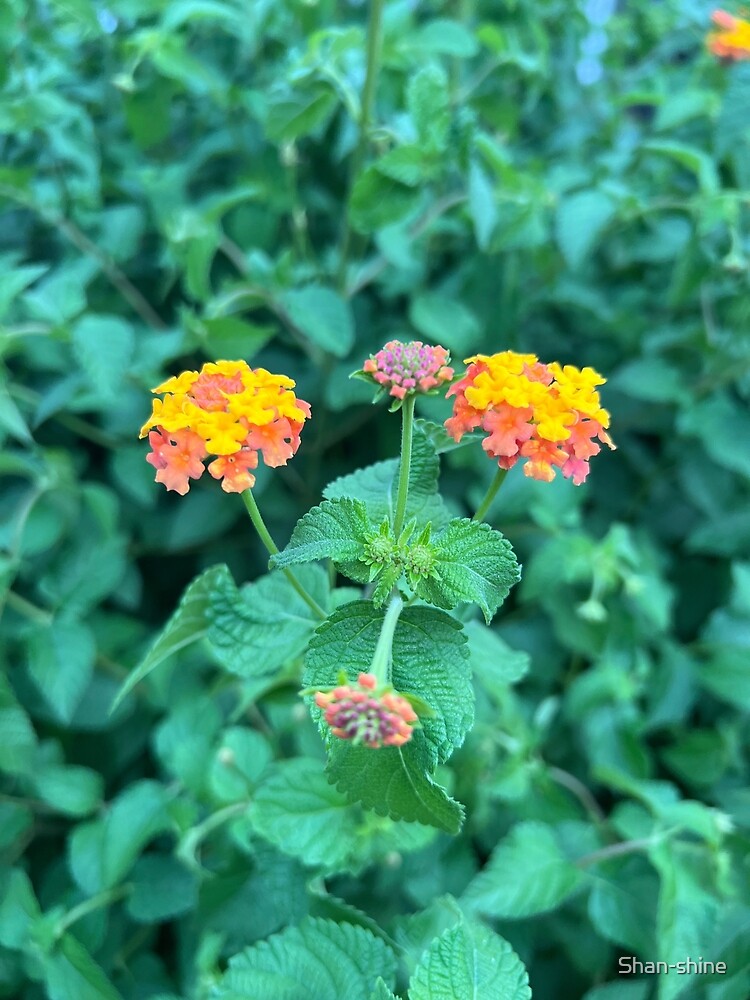 "Lantana lantana lantana " Poster for Sale by Shanshine Redbubble