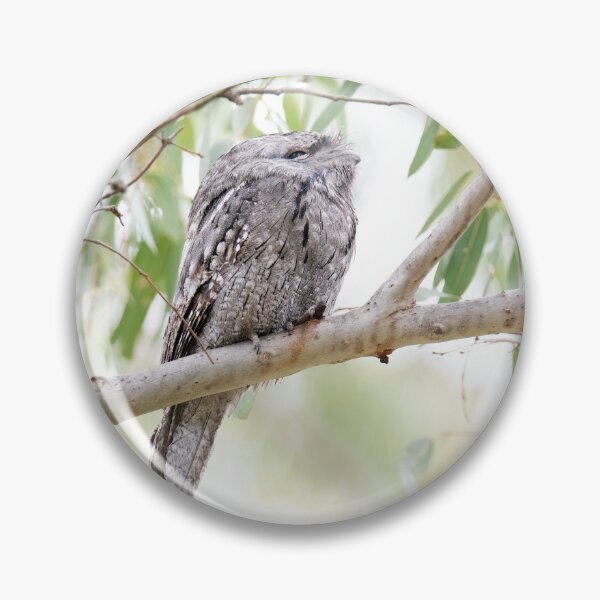 Item preview, So Pretty - Tawny Frogmouth designed and sold by imaginethis.