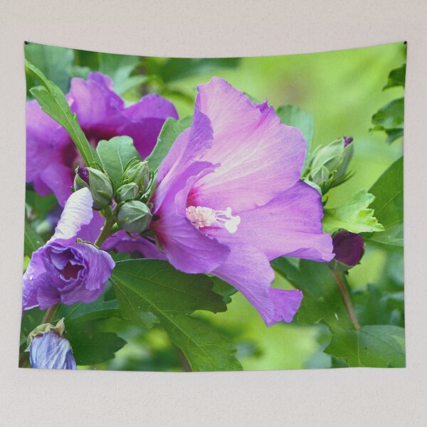 Item preview, Many Roses of Sharon designed and sold by Frankie Cat Photography.