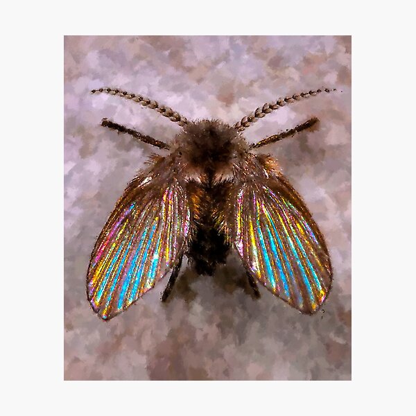 Item preview, Psychodidae Clogmia Albipunctata, Cute Drain Flies, Bathroom Moth Fly Clogmia Albipunctata, Household Drain Fly designed and sold by Trendymotion.
