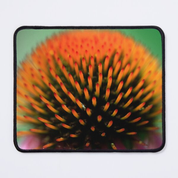 Item preview, Echinacea flower in summer garden designed and sold by olena2552.
