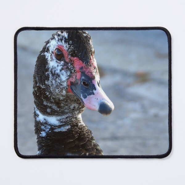 Item preview, Muscovy Duck #0009 designed and sold by Jeffrey Mask.