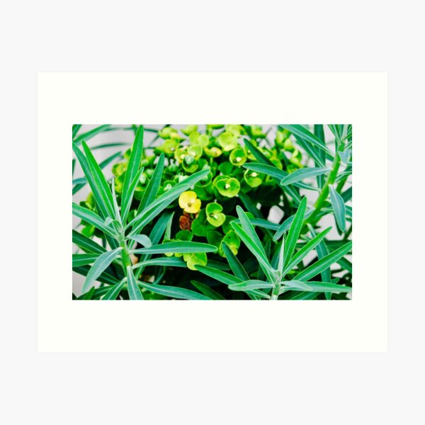 Euphorbia Euphoria Art Print