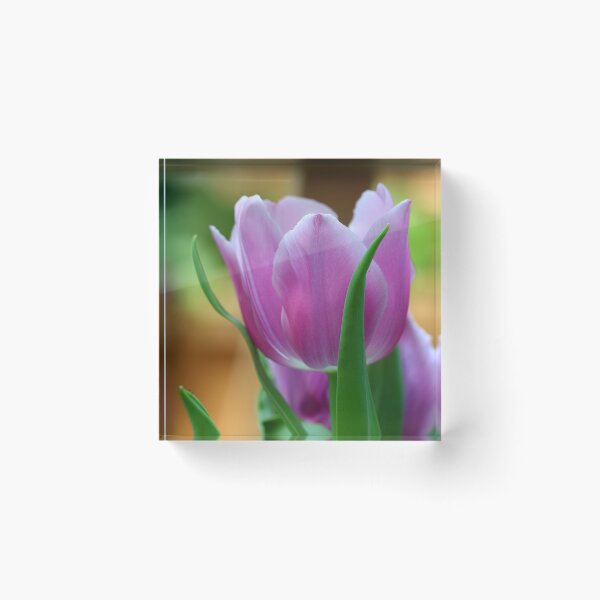 Item preview, Single stalk of purple tulip designed and sold by vanessal.