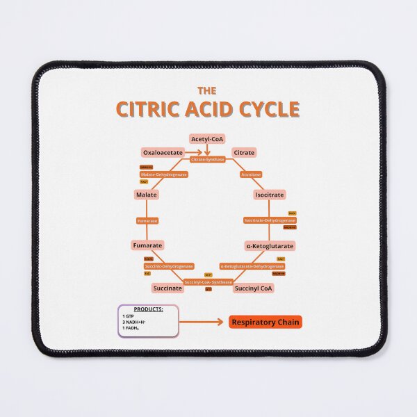 Item preview, Krebs Cycle designed and sold by Biology-Hub.