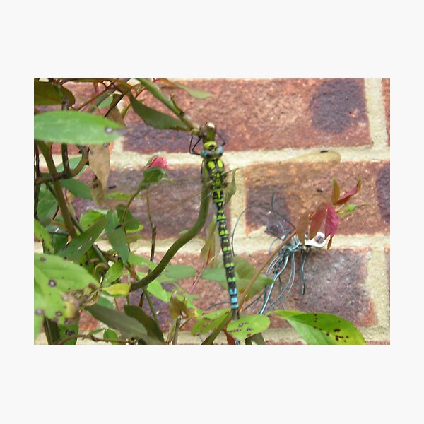 Artikelvorschau, Dragonfly entworfen und verkauft von Stronsy.