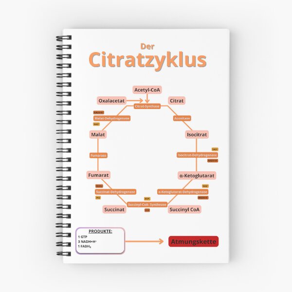 Item preview, Krebs cycle designed and sold by Biology-Hub.