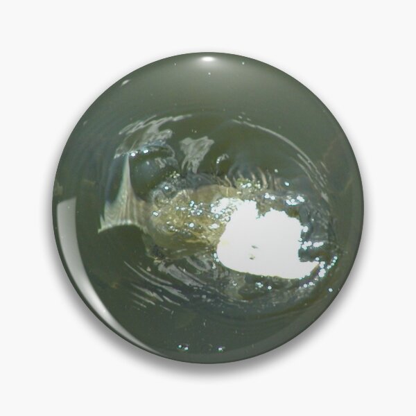 Item preview, Bream Starting Feeding Frenzy  designed and sold by MottoDigging.