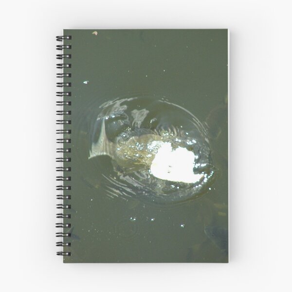 Item preview, Bream Starting Feeding Frenzy  designed and sold by MottoDigging.