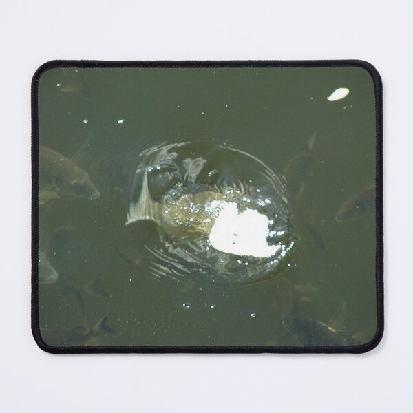 Item preview, Bream Starting Feeding Frenzy  designed and sold by MottoDigging.