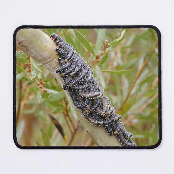 Item preview, Spitfire Sawfly Caterpillars on Gum Tree designed and sold by MottoDigging.