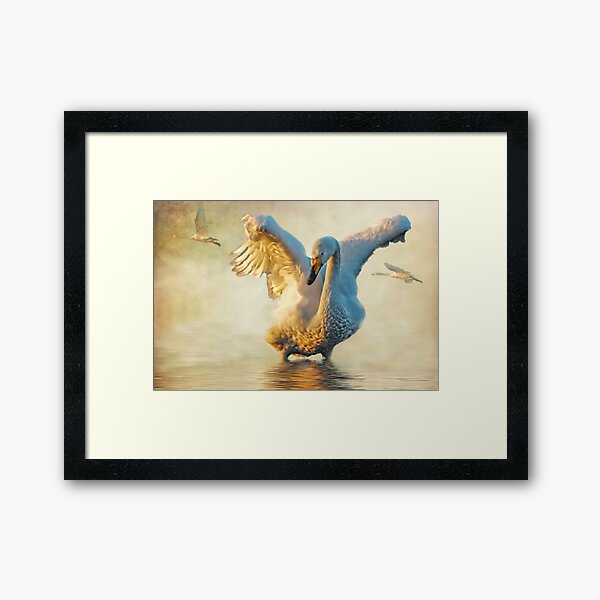 Item preview, Swans at sundown designed and sold by Brian Tarr.