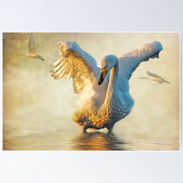 Item preview, Swans at sundown designed and sold by Brian Tarr.