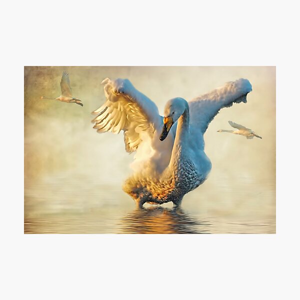 Item preview, Swans at sundown designed and sold by Brian Tarr.