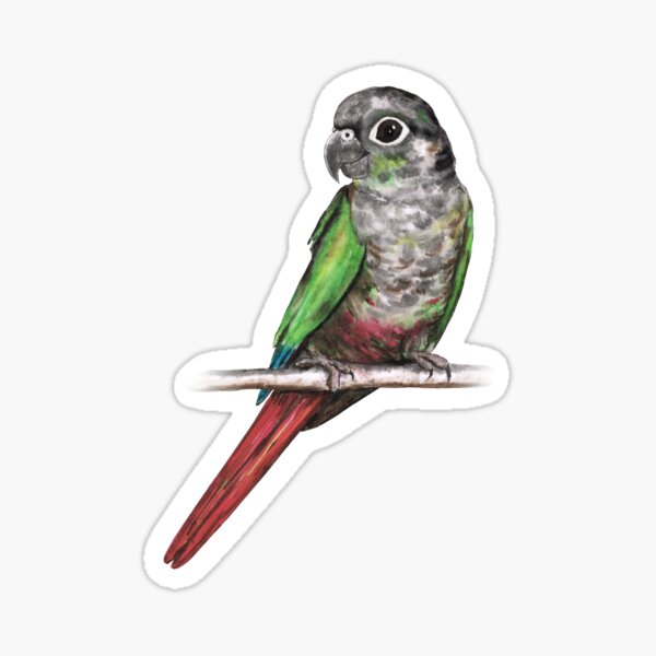 Green-cheeked conure Sticker