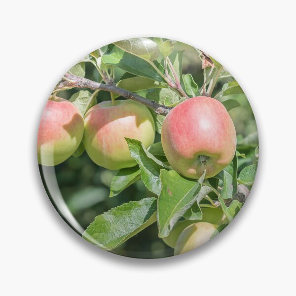 Item preview, Okanagan Valley Apples and Summer Sunshine designed and sold by Amy Mitchell.