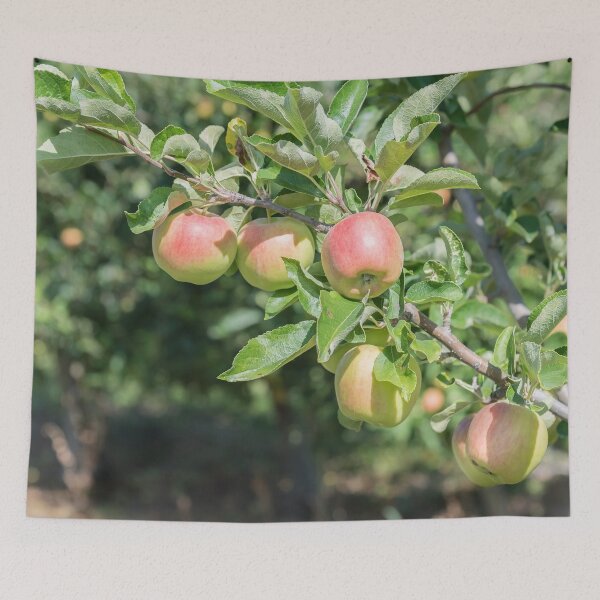 Item preview, Okanagan Valley Apples and Summer Sunshine designed and sold by Amy Mitchell.
