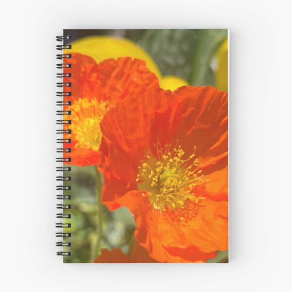 Aperçu de l'œuvre Coquelicots orange au repos au soleil créée et vendue par Photomersion.