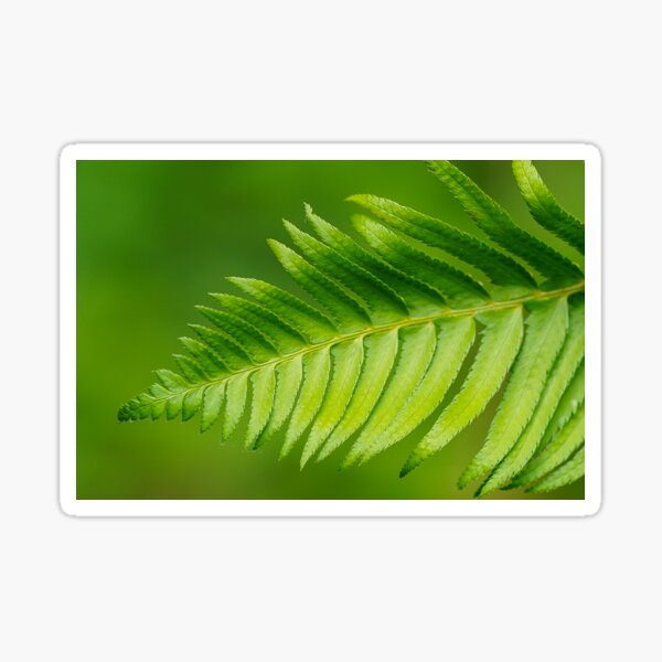 Item preview, Sword Fern Photographic Art designed and sold by Ceejcook.