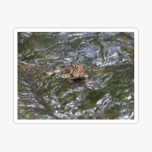Just Toad Swimming Sticker